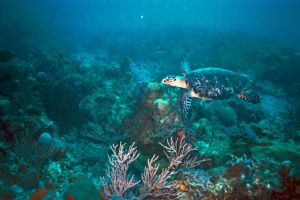 Sea Turtle - Bimini, Bahamas, Sea & Seas MX10- This lovel... by Claudia Creson 